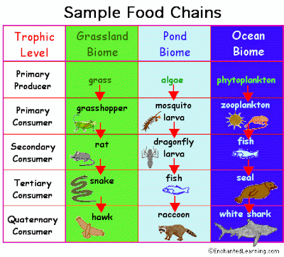 food chain examples. food chain examples. marine