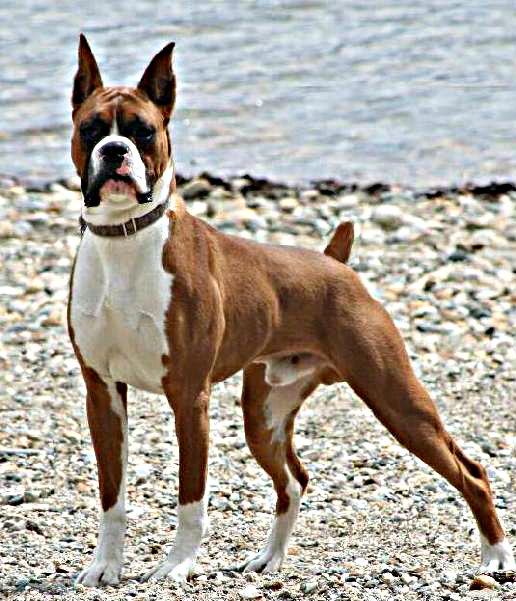 Boxer Chien De Garde Chien De Garde