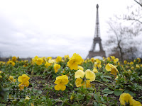 Fond d'écran février 2012 - la tour Eiffel vue depuis les jardins du Trocadéro (photo janv. 2012)