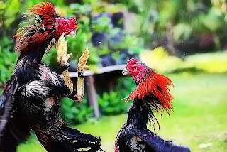 melatih ayam aduan