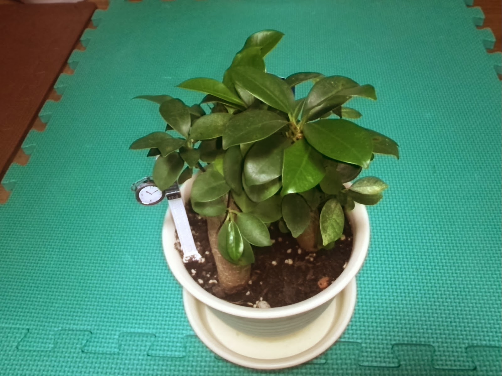 観葉植物育成日記 ガジュマルの成功記録