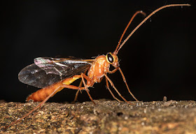 Ichneumon wasp, Ophion luteus.  West Wickham Common light trap, 11 September 2015.