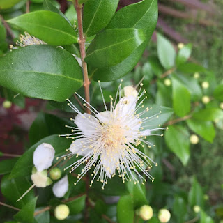 ギンバイカ(マートル) 記念樹におすすめの香り植物