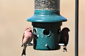 purple finches?, house finches?, ???