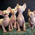 8 Jenis Kucing Tanpa Bulu Selain Kucing Sphynx