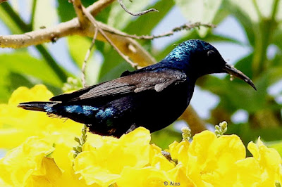 Purple Sunbird