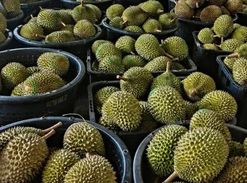 Festival-Durian-Makan-Sepuas-Hati-MAE