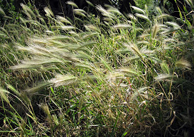 Wall barley, Hordeum murinum, on the verge of Gates Green Road, Coney Hall. 8 June 2011.