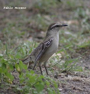 calandria grande(Mimus saturninus)