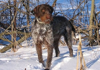 Wirehaired Pointing Griffon Temperament