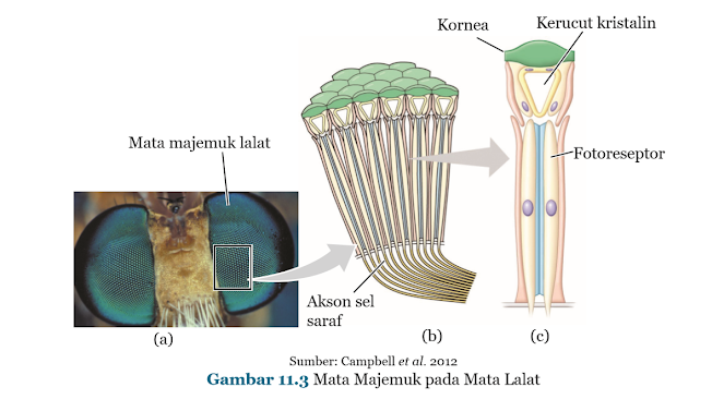 Gambar Mata Majemuk pada Mata Lalat