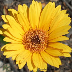 Pretty Yellow Gerbera Daisy Growing in Front Garden