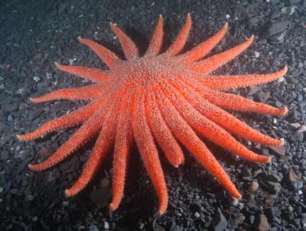 estrella de mar. La estrella de mar Girasol es