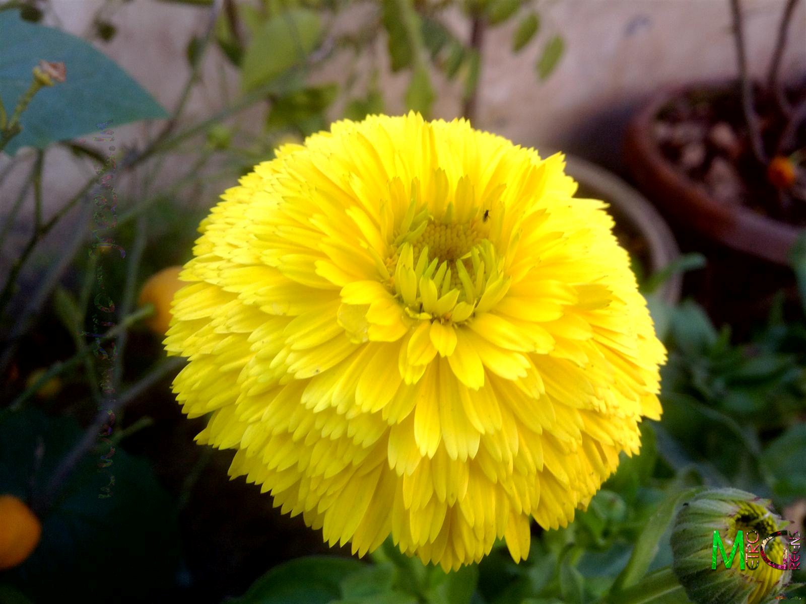 Calendula Flower Wallpaper