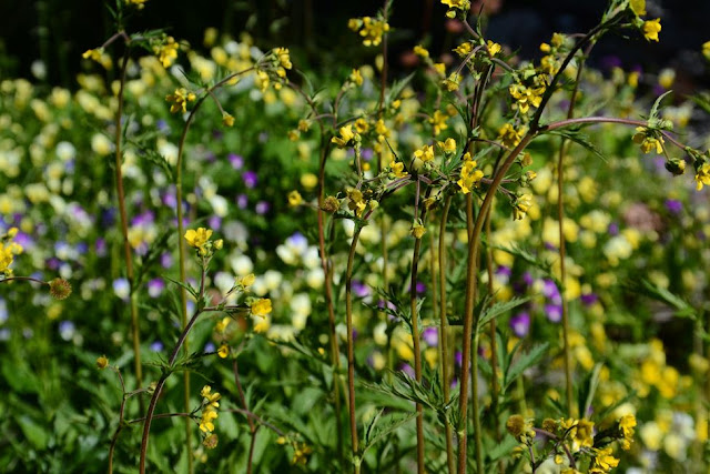 Geum aleppicum, Yellow Avens, https://cohanmagazine.blogspot.com/