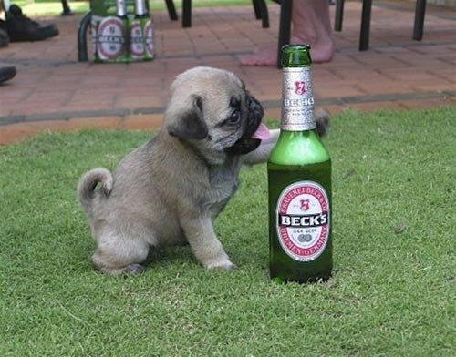 Động vật uống Bia