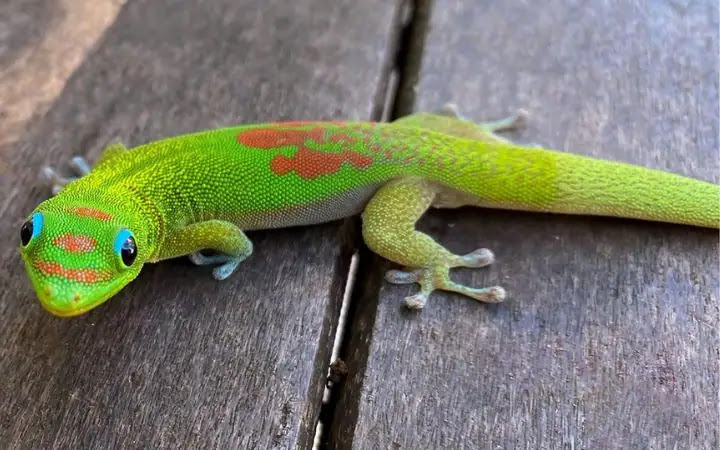 The 11 Cutest Lizards in the World