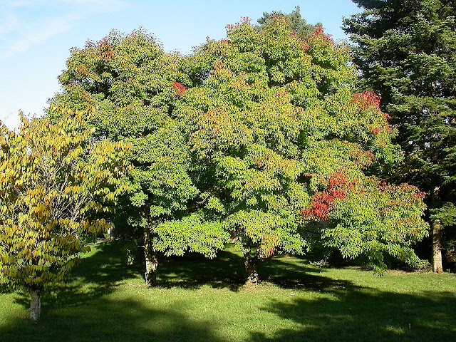 Клён трёхцветковый (Acer triflorum)