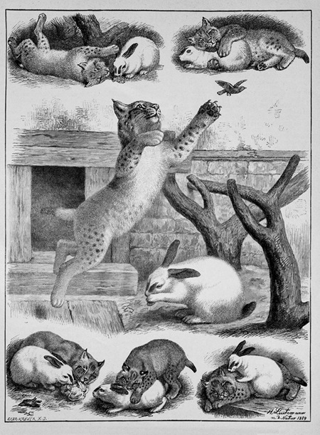 Die_Gartenlaube_(1889)_b_289