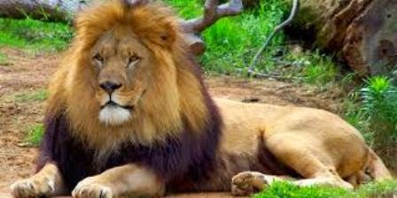 Fisik dan  Karakteristik Binatang  Singa  Ragam Dunia Hewan 