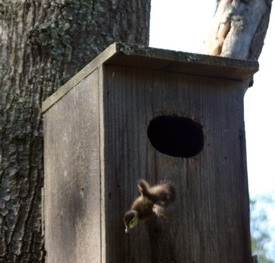 Duckling leaving the nest