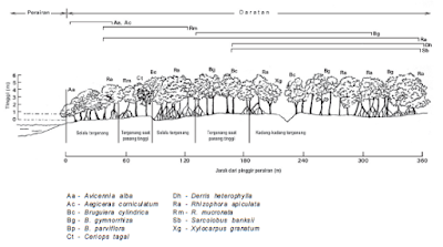 Zonasi Mangrove (Struktur Tipe Vegetasi Mangrove)