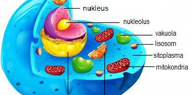 Sitoplasma dan Fungsi Sitoplasma