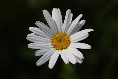 Margriet - Wylde Margryt - Leucanthemum vulgare