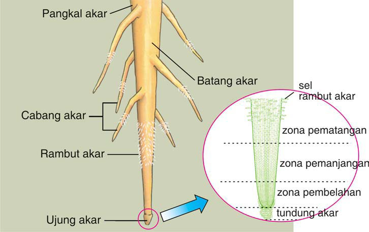 Struktur Morfologi Dan Anatomi Akar Tumbuhan  Review Ebooks
