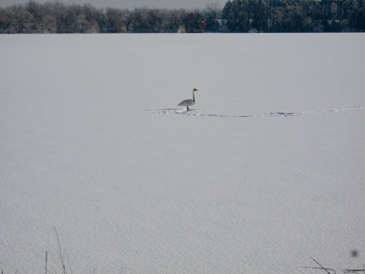 Trumpeter swan straggler, Bone Lake, 2016