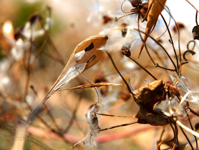 Vincetoxicum sublanceolatum