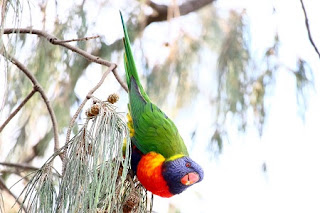 Animals of Gold Coast