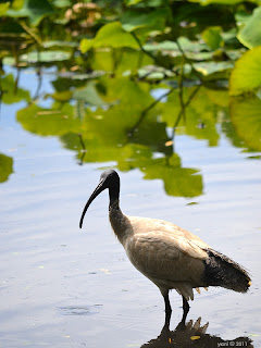 ibis in the lake