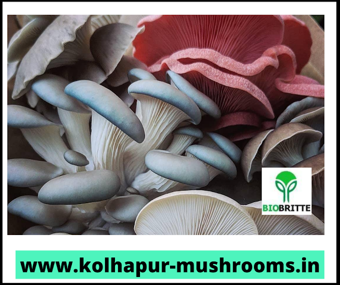 Blue oyster mushroom grain spawn for sale | spawn supplier | mushroom kits online | spawn lab