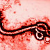 Virus Ebola: symptômes, diagnostic, prévention