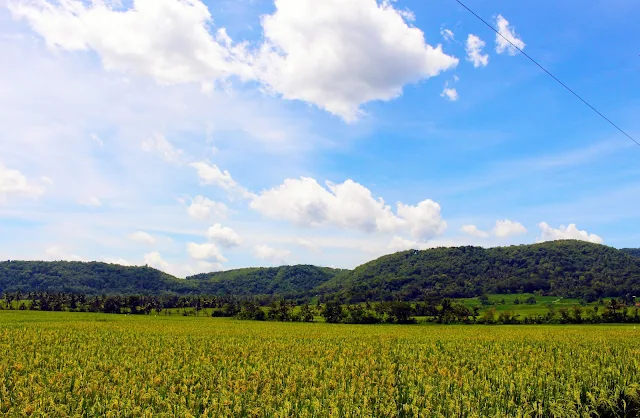 Pemandangan Sawah Desa Kenteng Nanggulan Yang Indah