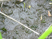 Voles Still Around at White Lion Meadow