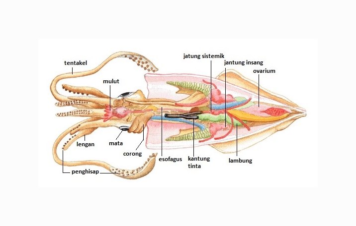  Mollusca  Pengertian Ciri Struktur Tubuh Klasifikasi 