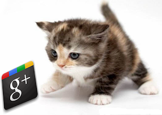 kitty with Google plus