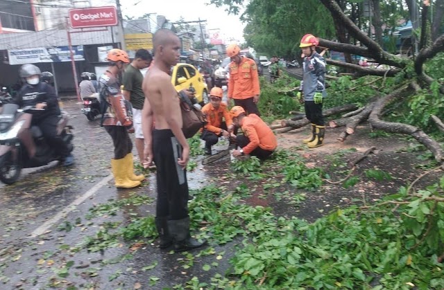 Cuaca Buruk Hindari Pohon Tumbang, BPBD Himbau Warga Jangan Berteduh di Bawah Pohon 