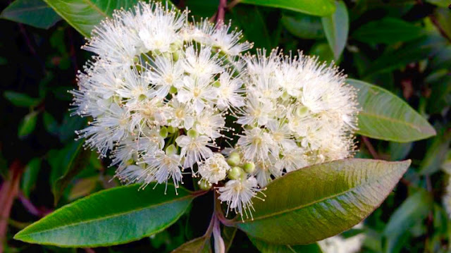 Great myrtle herbs benefits for maintain a healthy hair.