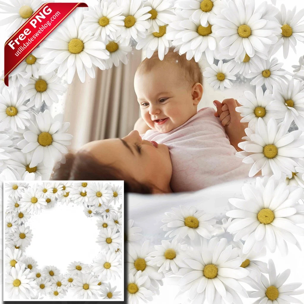 marco para fotos con flores de daisies o margaritas blancas en png con fondo transparente para descargar gratis