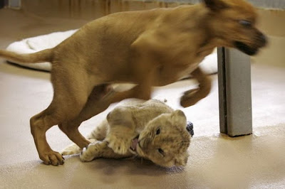 Baby Lion Wrestling with Puppy Seen On www.coolpicturegallery.us