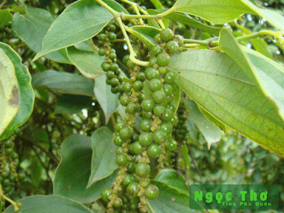 Mô hình trồng tiêu 3 không cho năng suất cực cao