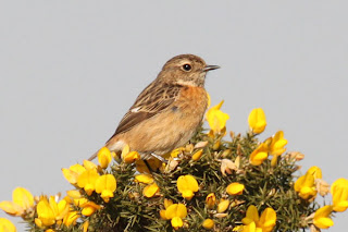 Female Stonechat