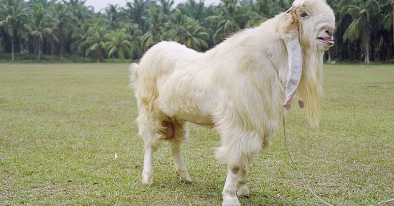  Gambar  gambar  menarik dan lucu Gambar  kambing etawa