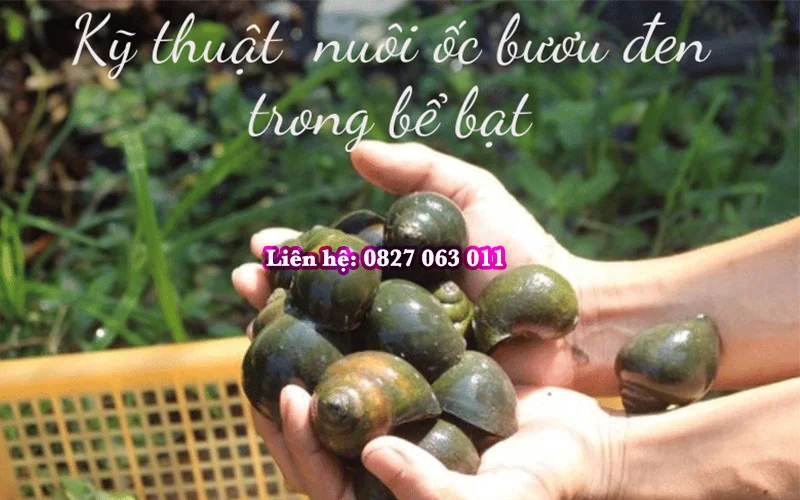 Chi phí nuôi ốc bươu đen, ốc nhồi trên bể bạt