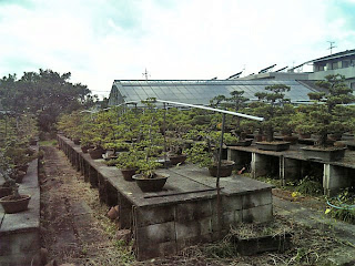 bonsai farm