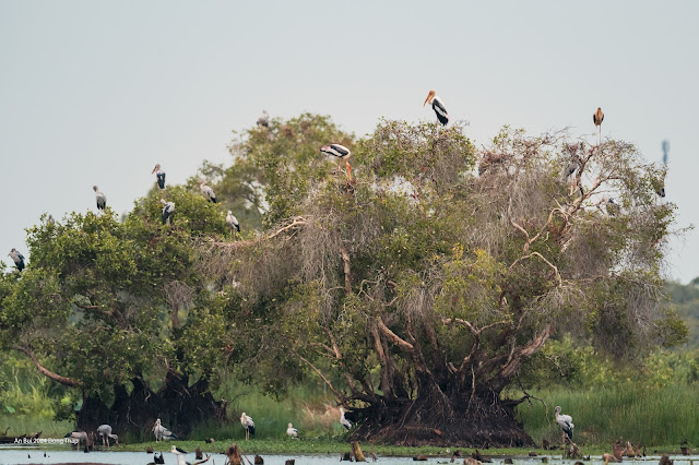 An Bui 2024 Dong Thap - Painted Stork (Cò lạo Ấn Độ, Giang sen)