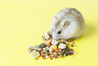 Pentingnya Mengetahui Ciri-Ciri Hamster Yang Sehat dan Bahagia Sebagai Pemilik Hewan Peliharaan